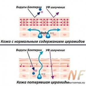 SK-Influx CERAMIDE COMPLEX . КОМПЛЕКС ЦЕРАМИДОВ полный аналог SK-Influx