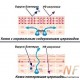 CERAMIDE COMPLEX SKI. КОМПЛЕКС ЦЕРАМИДОВ  аналог SK-Influx