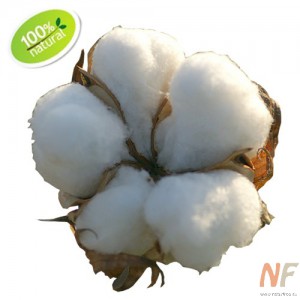 ХЛОПКОВЫХ СЕМЯН МАСЛО .раф